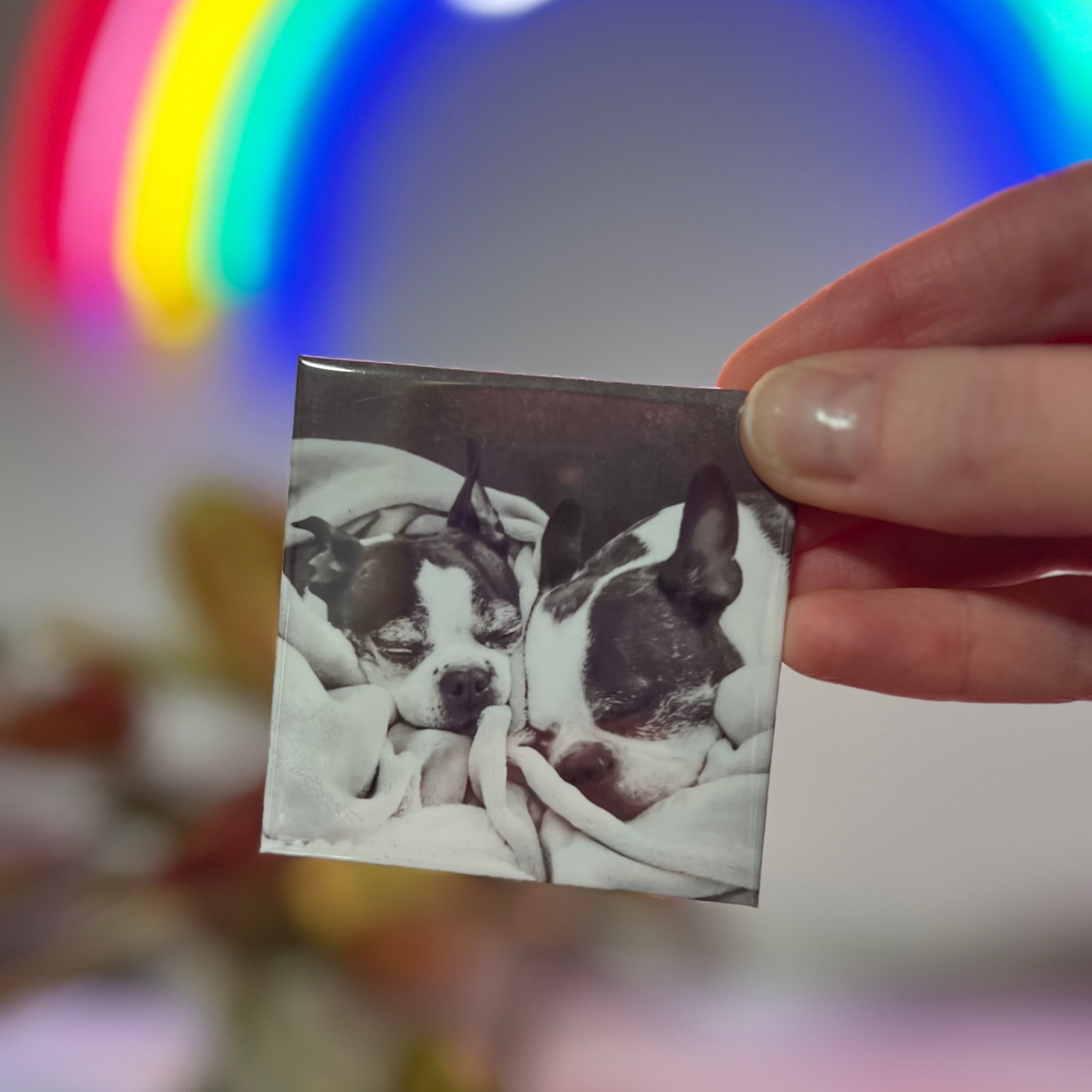 Person holding a square custom photo magnet of a dog with a colorful, blurred background