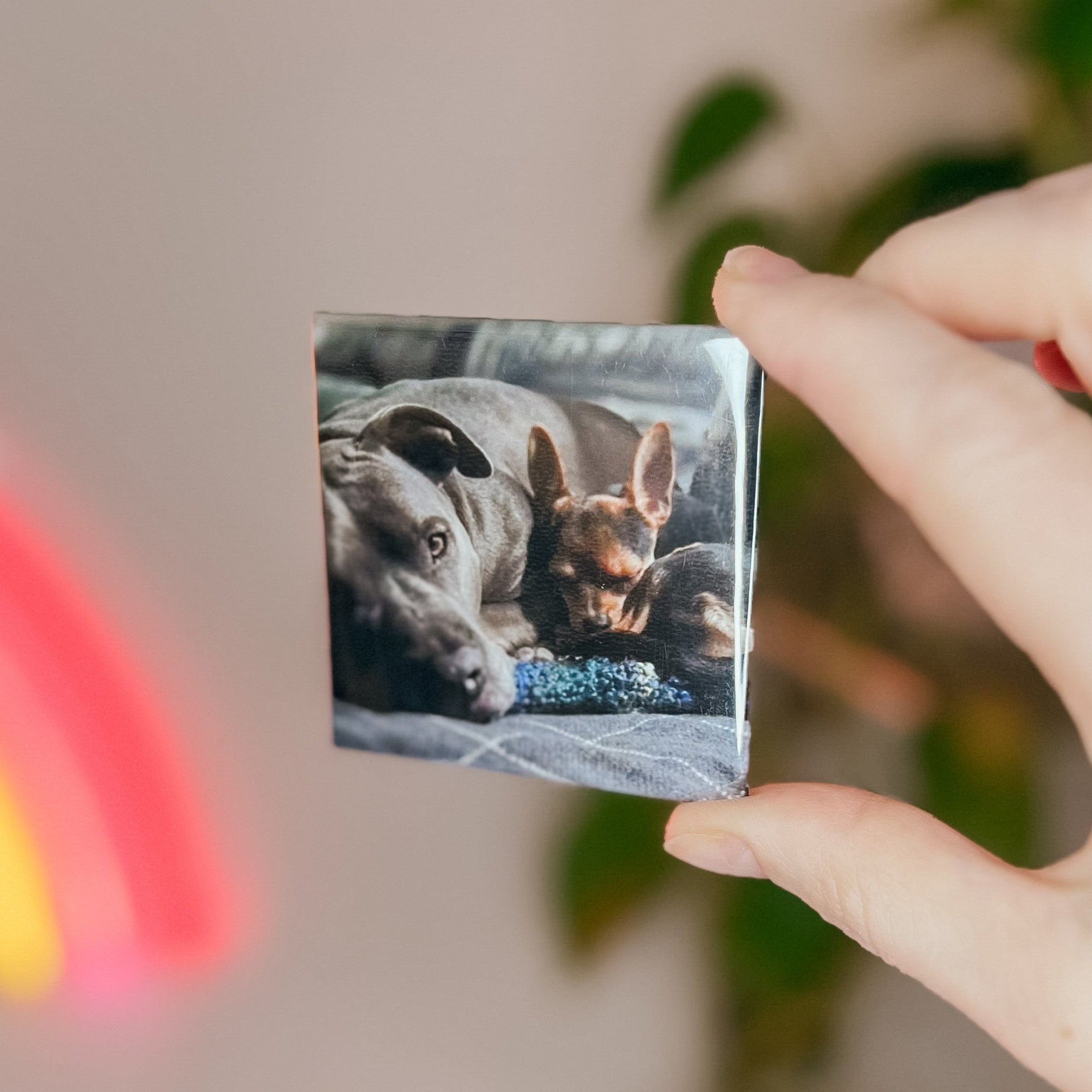 Hand holding a square custom magnet with a dog's face on it, with a blurred background