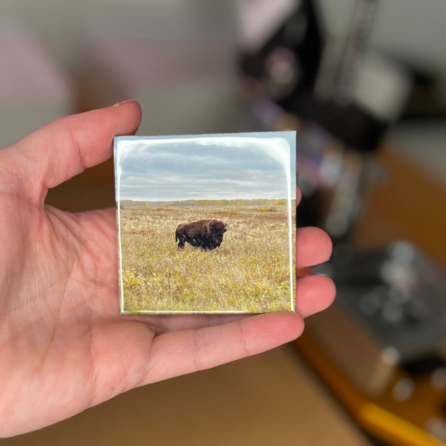 custom photo magnet of buffalo in Manitoba 